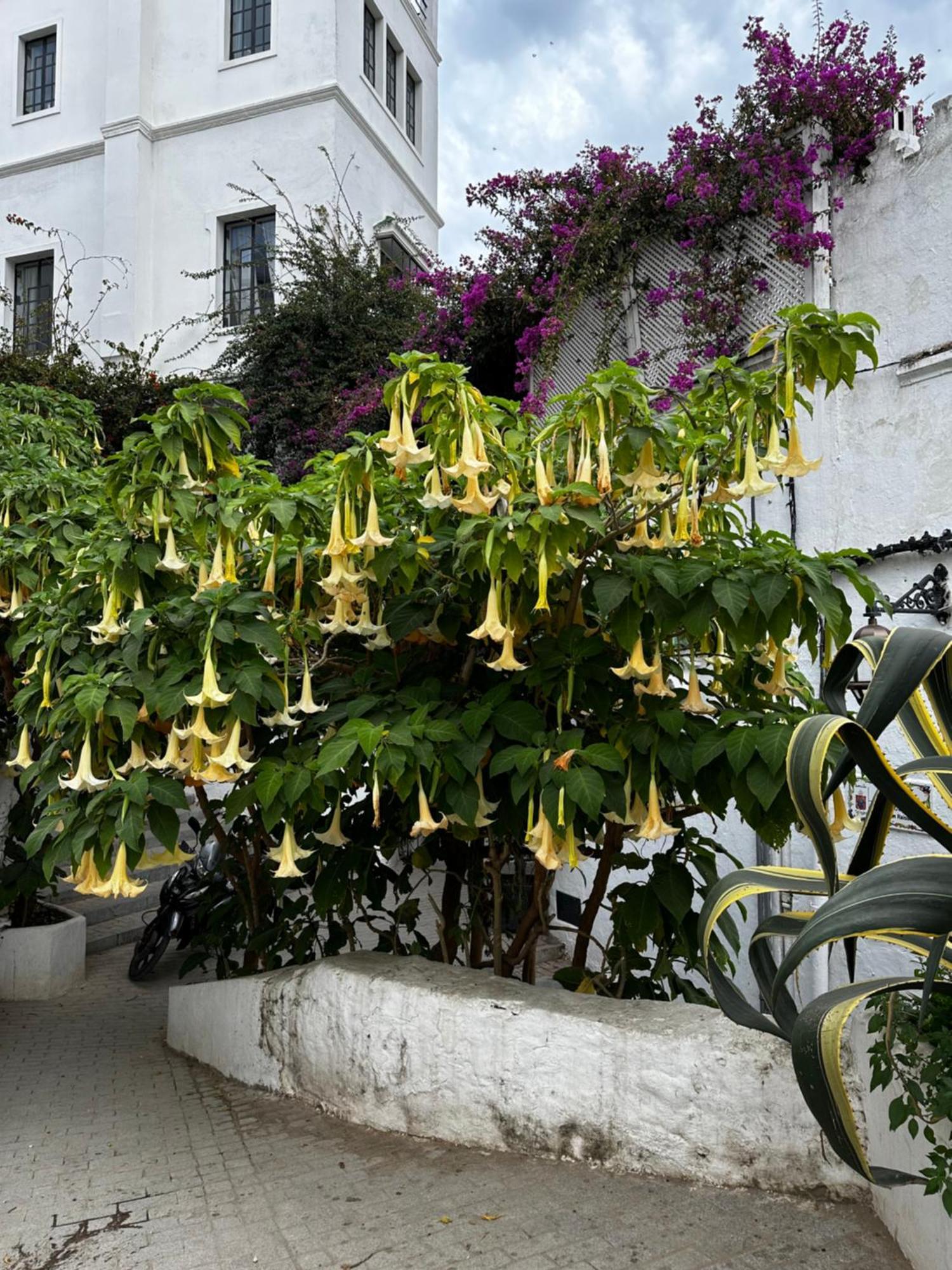 House With Sea View In Kasbah Villa Tangier Exterior photo